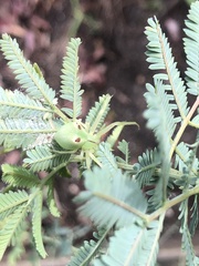 Sidymella rubrosignata
