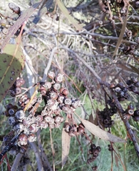 Eucalyptus petrensis