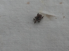 Stephanorhynchus crassus