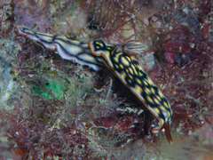 Hypselodoris jacksoni