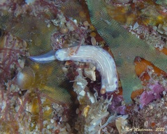 Hypselodoris