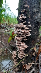 Schizophyllaceae