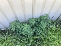 Artemisia verlotiorum