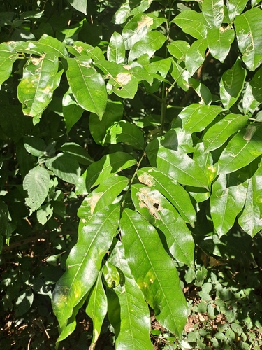 Image of Deinbollia oblongifolia by (c) Mmatjie Mashao, some rights reserved (CC BY-SA)