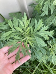 Artemisia verlotiorum