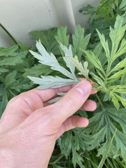Artemisia verlotiorum