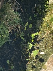 Alisma plantago-aquatica