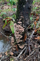 Schizophyllaceae
