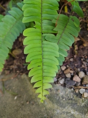 Nephrolepis cordifolia