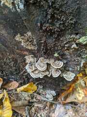 Trametes versicolor