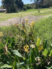 Canna × generalis