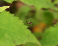 Microlinyphia pusilla