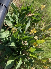 Canna × generalis