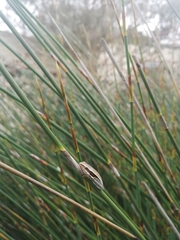 Hyperolius horstockii