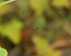 Microlinyphia pusilla