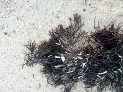 Furcellaria lumbricalis