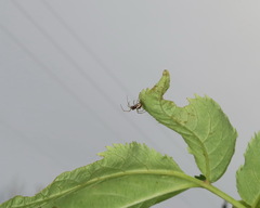 Microlinyphia pusilla