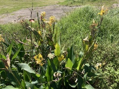 Canna × generalis