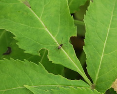 Microlinyphia pusilla