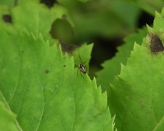 Microlinyphia pusilla