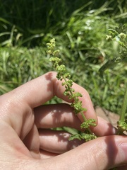 Rumex conglomeratus