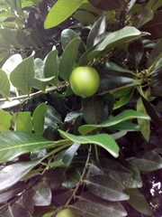 Diospyros nigra