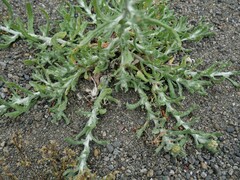 Gamochaeta calviceps