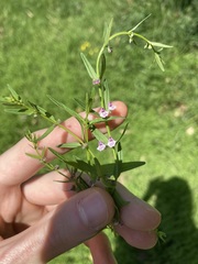 Scutellaria racemosa