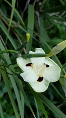 Dietes bicolor