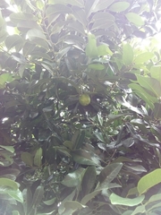 Diospyros nigra