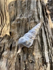 Pyrazus ebeninus
