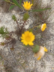 Euryops abrotanifolius