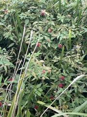 Rubus parvifolius