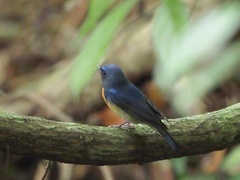 Cyornis glaucicomans