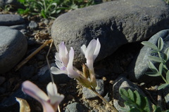 Astragalus macroceras