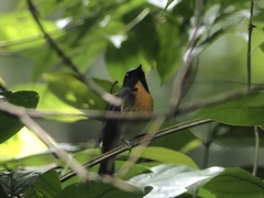 Cyornis glaucicomans