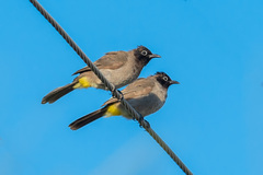 Pycnonotus xanthopygos