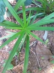 Cyperus albostriatus