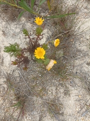 Euryops abrotanifolius