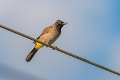 Pycnonotus xanthopygos