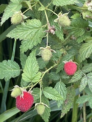 Rubus parvifolius