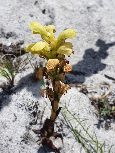 Image of Disa sabulosa by (c) Corli du Toit Smith, some rights reserved (CC BY)