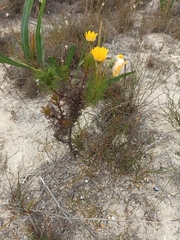 Euryops abrotanifolius