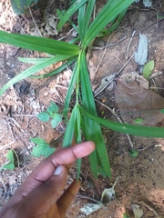 Cyperus albostriatus