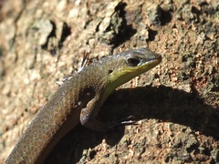 Eutropis rugifera