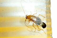Planuncus tingitanus