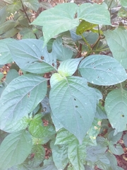 Isoglossa woodii