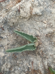 Eriospermum lanceifolium