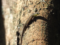 Eutropis rugifera