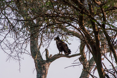 Lophaetus occipitalis